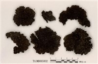 藏品(島衣屬)的圖片